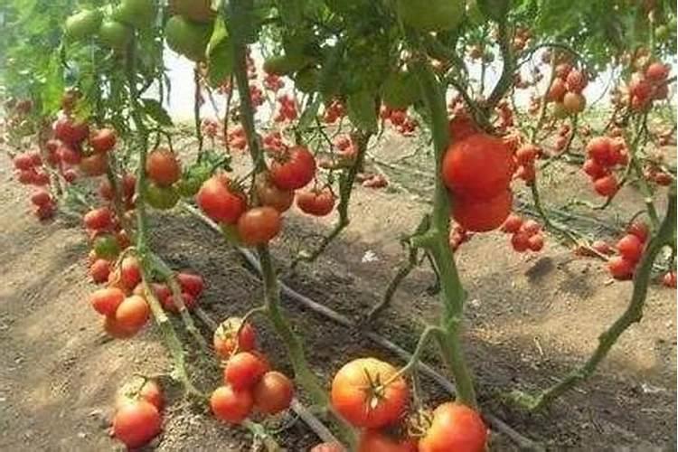 山东聊城登陆丰肥业有限公司怎么样？