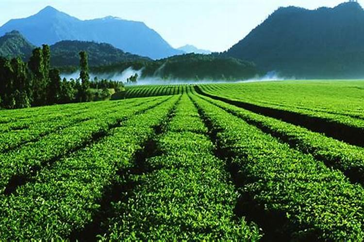 山东沃源有机肥业有限公司怎么样？