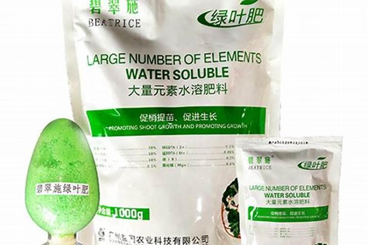 棕竹种子价格及种植方法