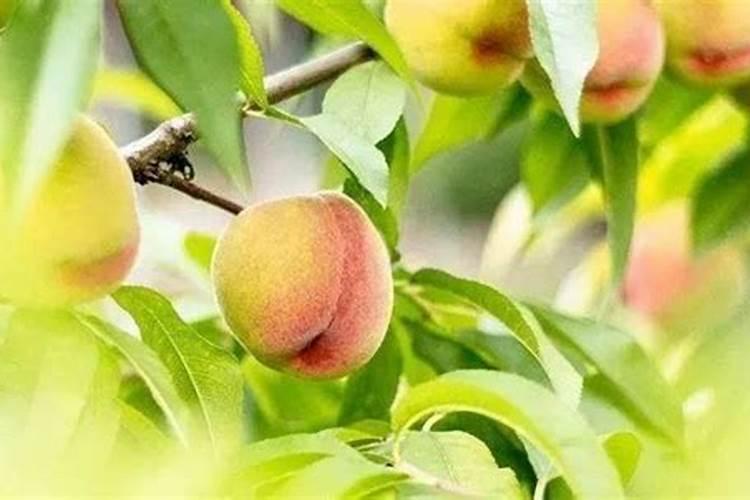 小麦底肥用二铵好还是复合肥效果好？理由是什么？