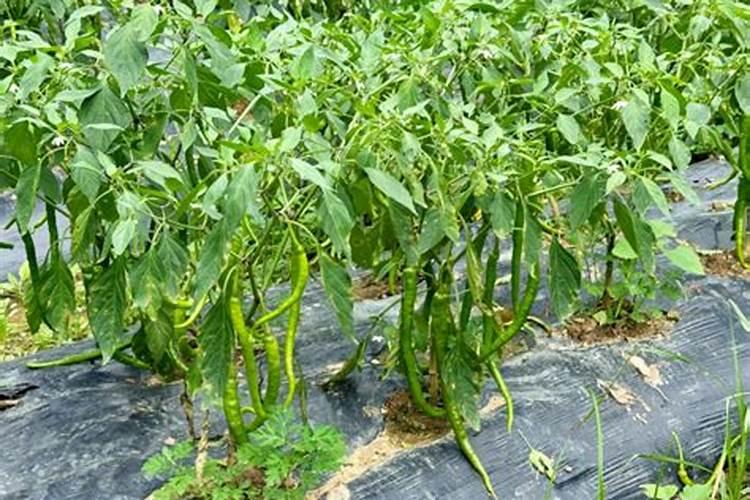 如何使散养家禽的粪便转化为有机肥料资源？