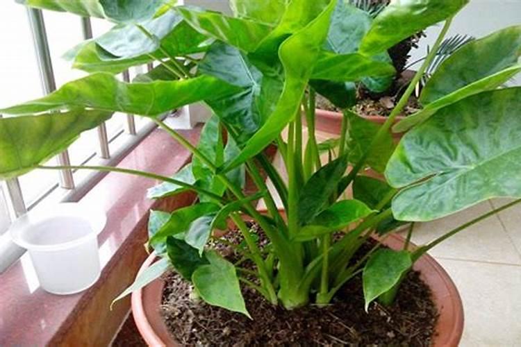 夏季滴水观音怎样施肥
