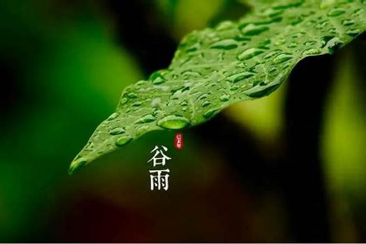2023年谷雨前后的小麦确实需要打药吗？