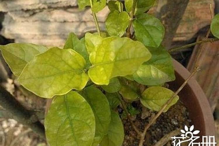 如何变别真假中化钾肥