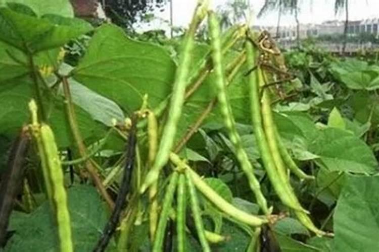 种绿豆用什么肥料好