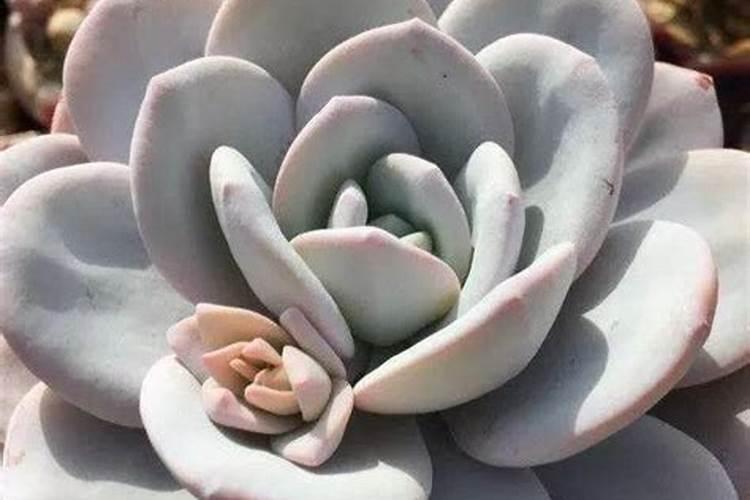 多肉植物能喷磷钾肥吗