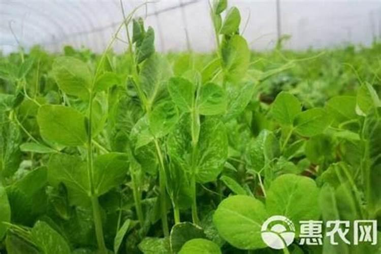 豌豆种植方法与时间？怎么栽培管理？