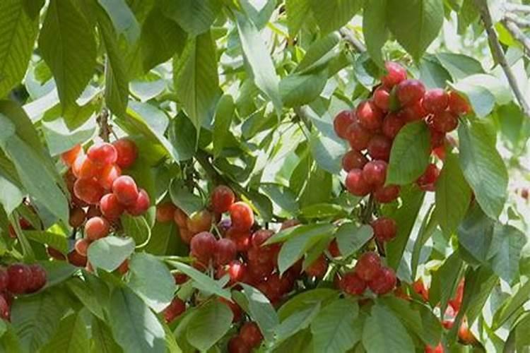 买的花种子不用肥料泡水可以吗