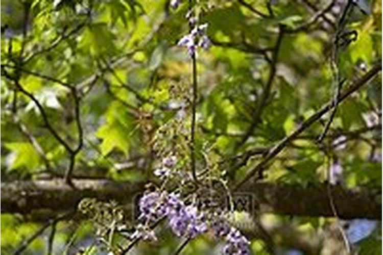 苹果树叶子得了叶枯病怎么治疗