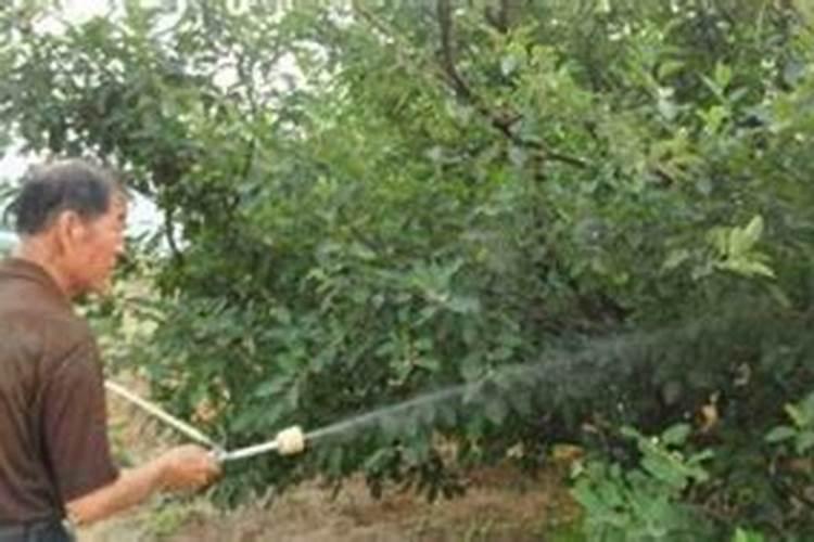 复硝酚钠在果树上冲施的用量