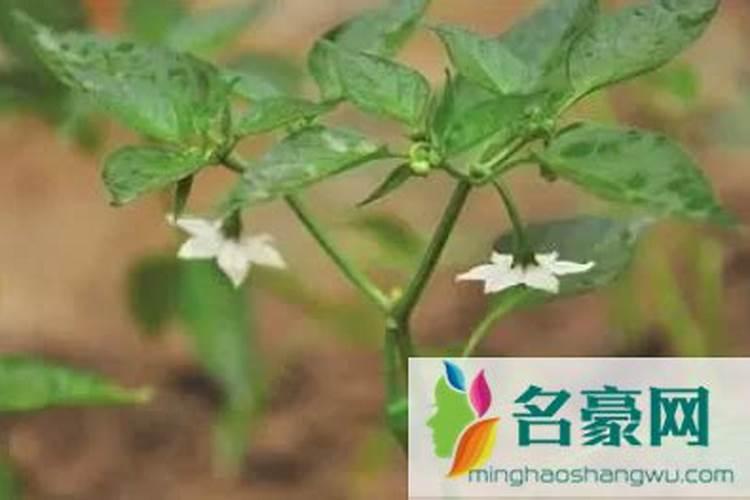 芋头施肥有禁忌,有哪些肥料不适合给芋头使用？