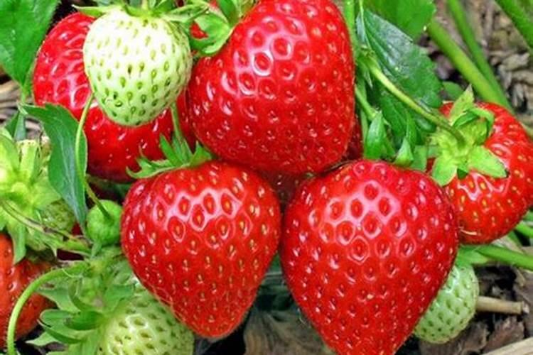 草莓膨果期使用什么肥料效果好