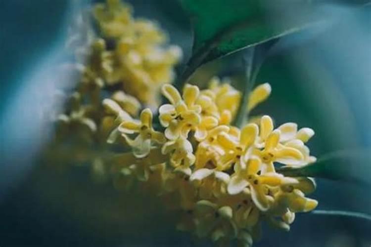 桂花树施什么肥料最好