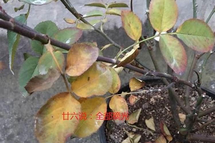 怎么判断月季要施肥了 判断月季要施肥怎么判断