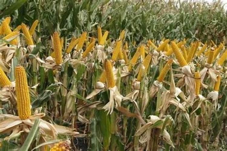 种植玉米需要多少肥料尿素二铵钾肥？
