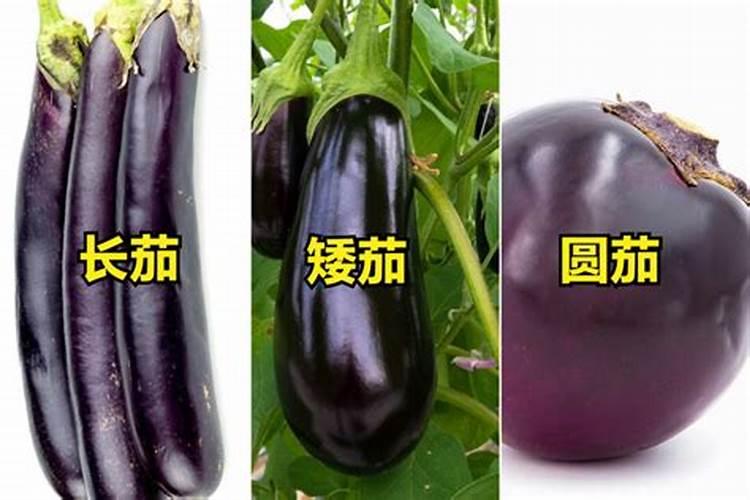 竹子多久能长叶 竹子何时能抽出嫩叶？