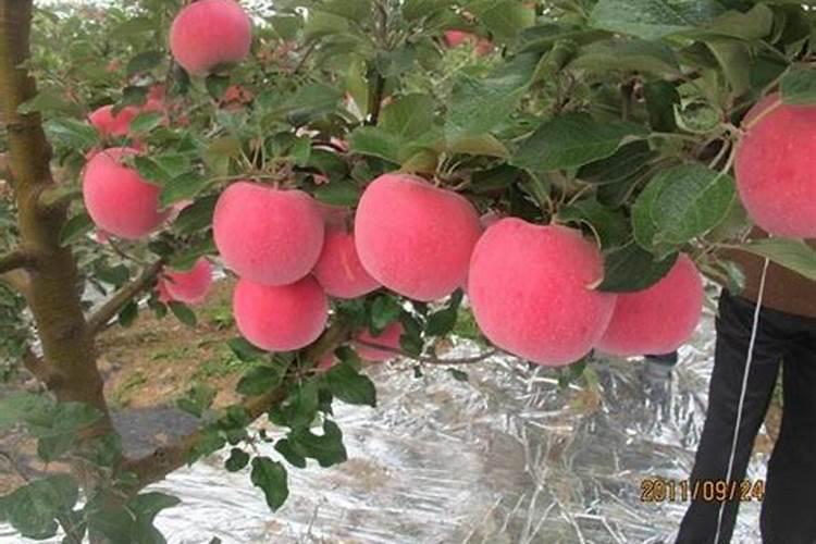 草莓施肥用什么肥料
