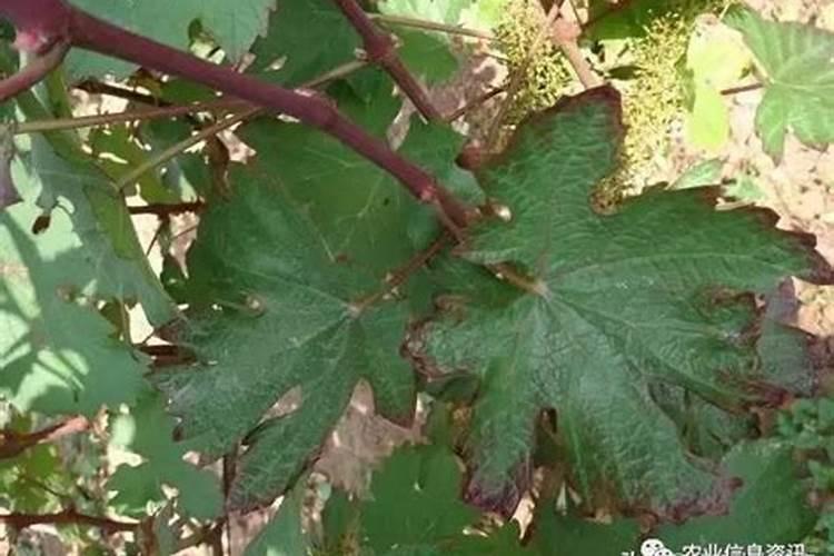 葡萄种植需要施什么肥料