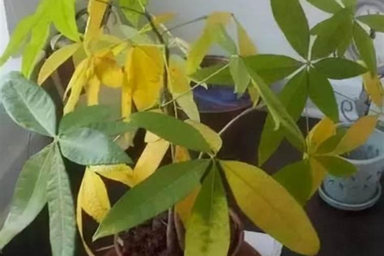 哪种肥料对治疗植物黄叶效果特别好