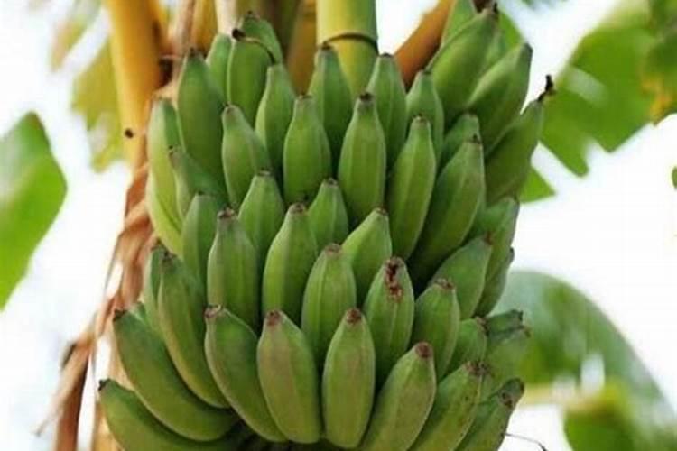 粉蕉抽蕾时施什么肥