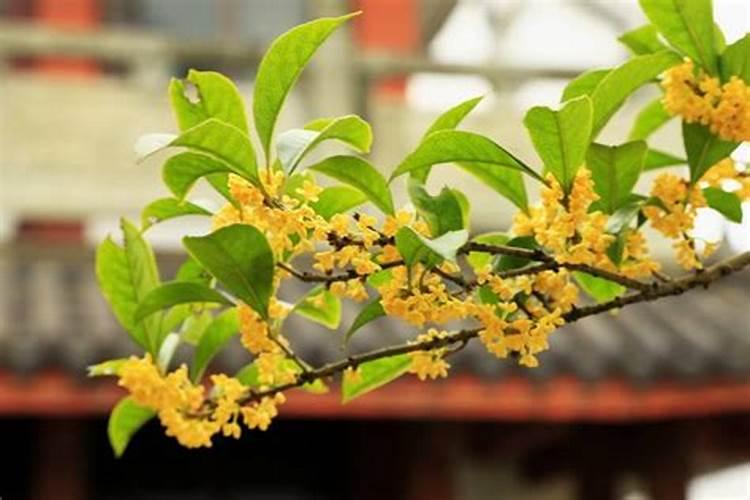 桂花想要开花多多用什么肥料
