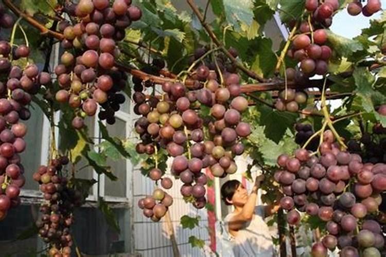 葡萄树怎样施肥葡萄树如何施肥