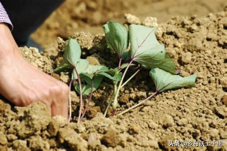 红薯施肥时间和方法
