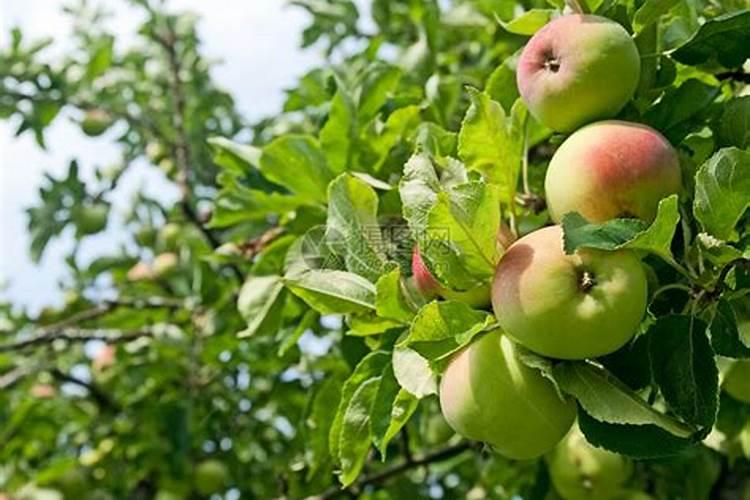 苹果树叶子小了怎么办