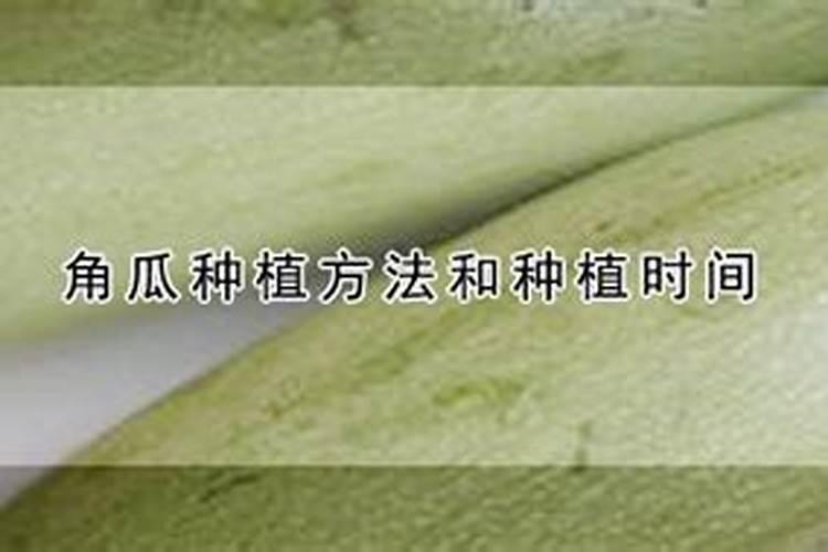 角瓜和倭瓜能种在一起吗？