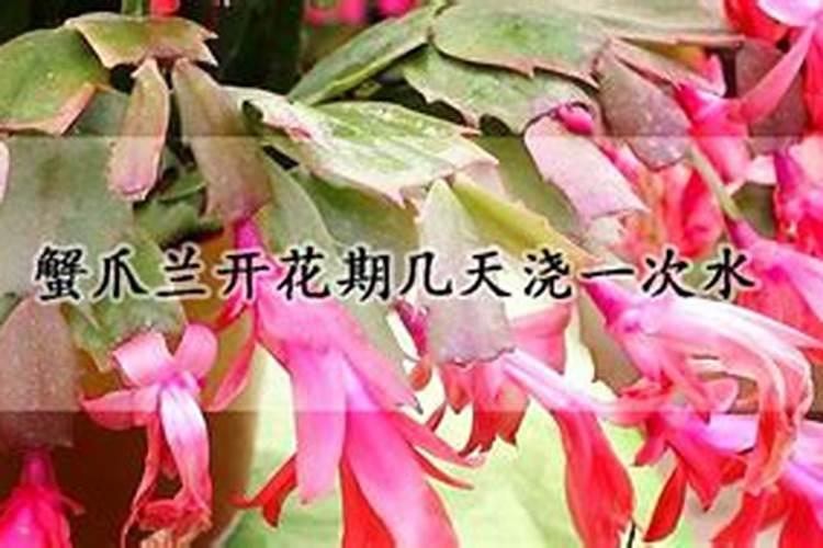 蟹爪兰怎么养才能更旺盛