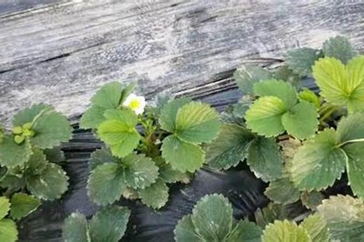草莓开花后怎么养根才好 草莓开花后如何养根才好