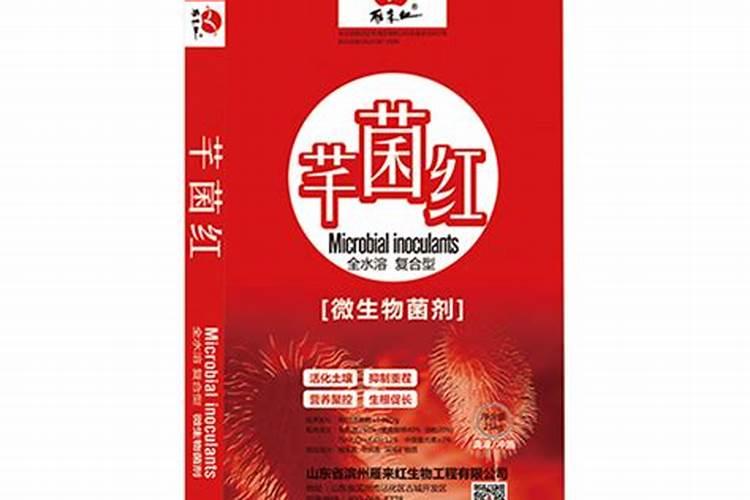 菊花种子怎么种植