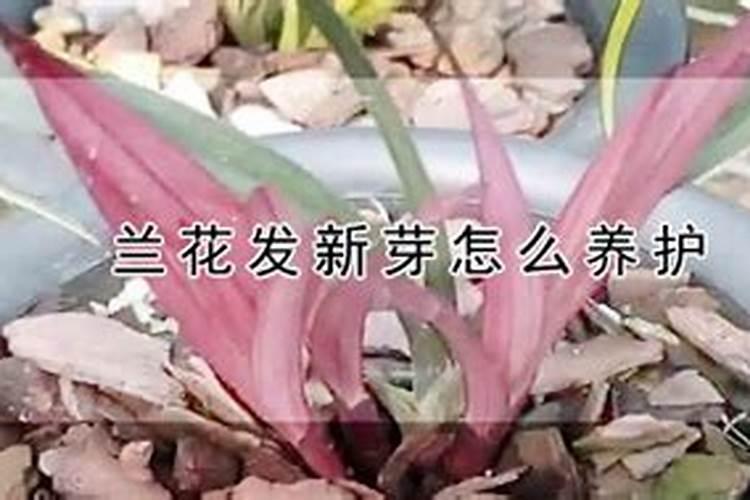 7月如何养护兰花新苗爆满盆