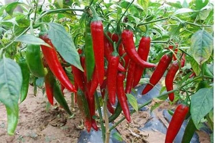 为什么夏天种植辣椒要补硼？硼有什么用？