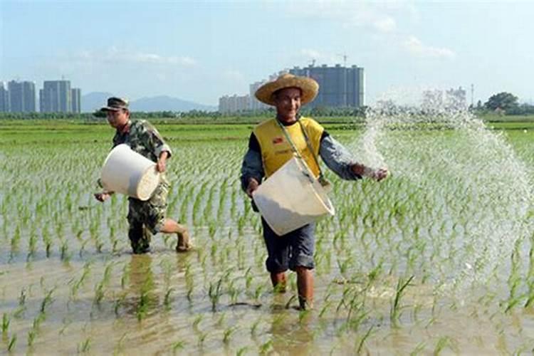 果树根外追肥喷施时间再说什么时候 果树怎么施肥