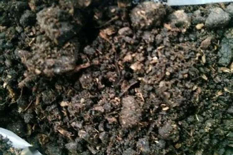 生物有机肥施肥技巧有哪些？