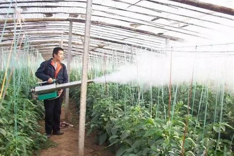 大棚阴天下雨可以打叶面肥吗