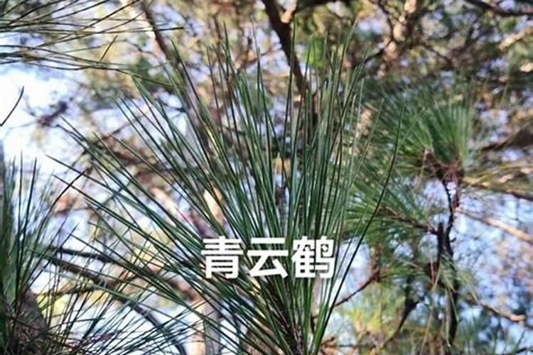 氮肥促进果树开花结果吗