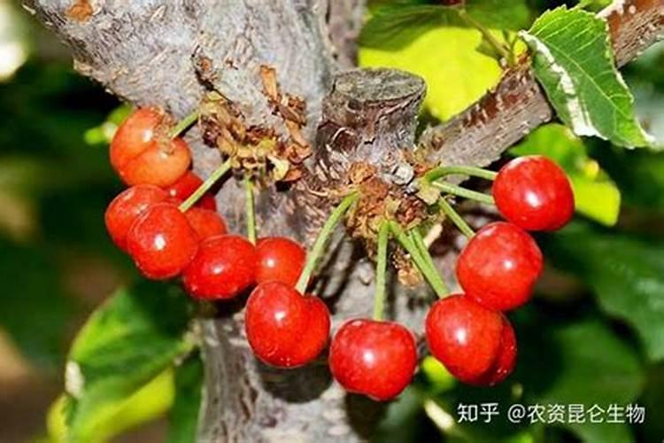 磷酸二氢钾可以浇铁树吗