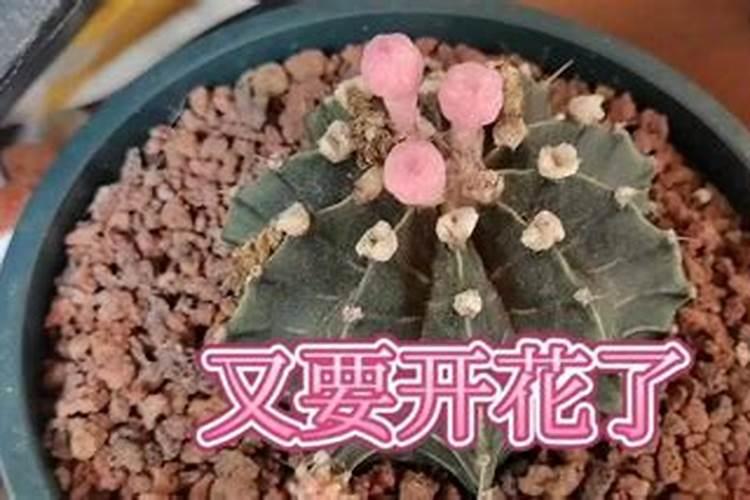 瓢瓜亩产量多少斤