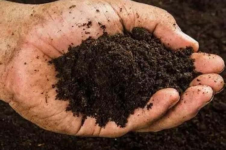 杨树用什么肥料长得快