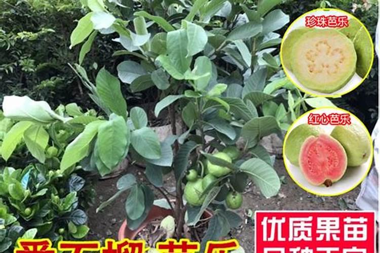 芭乐不嫁接能结果吗？