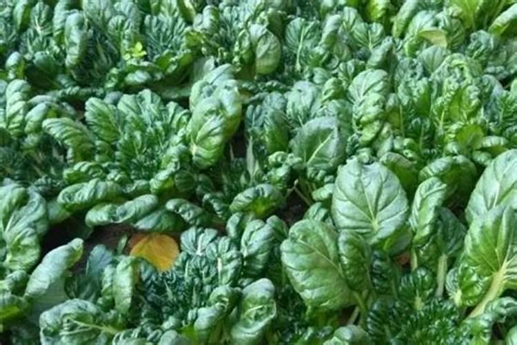 乌塌菜的播种育苗