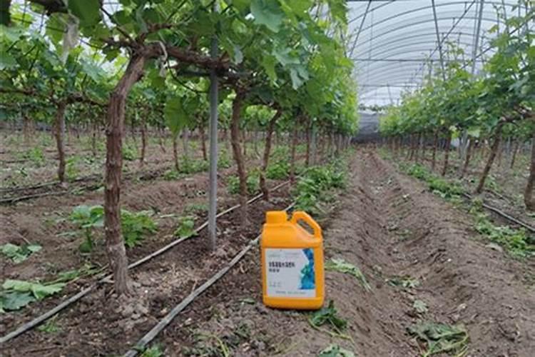 小满过后能浇小麦吗