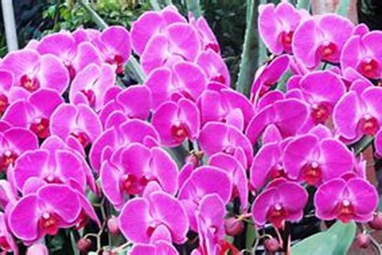 蝴蝶兰什么时候才需要补磷钾肥促花