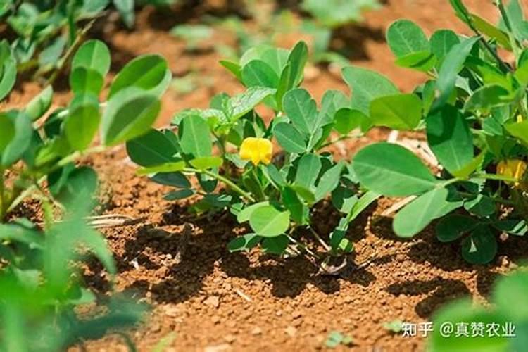 花生开花期施什么肥料