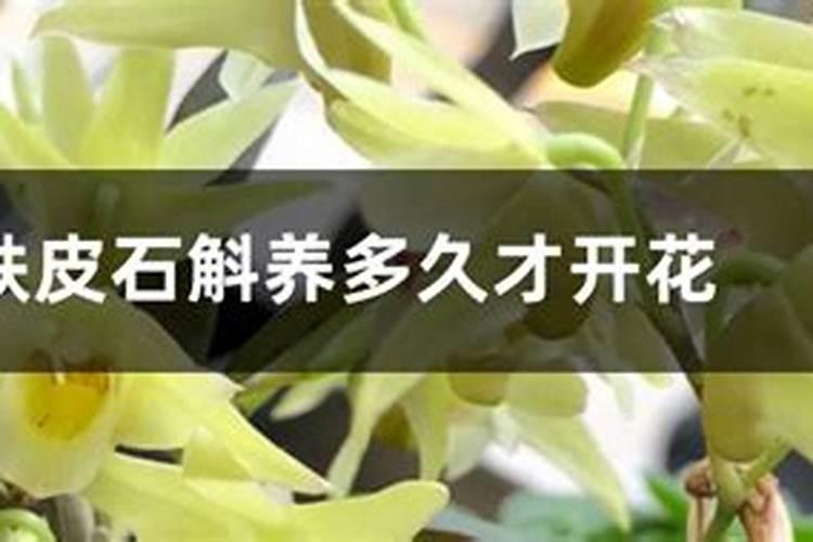 玉米几叶能用芸苔素,芸苔素多久喷一次