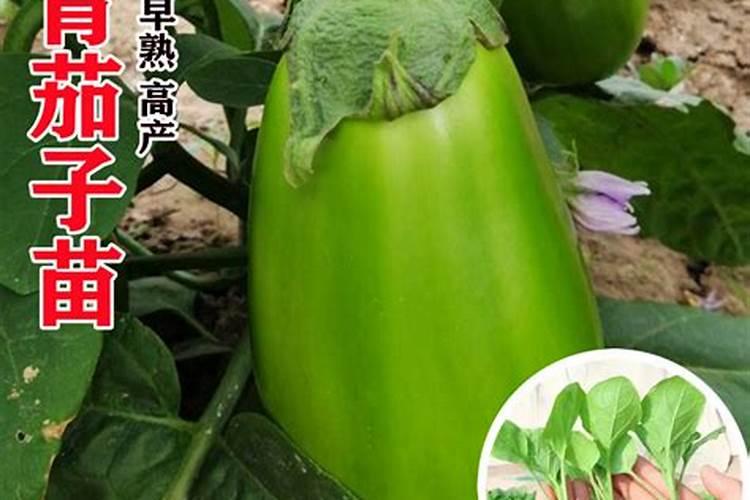 茄子喷施叶面肥都有什么好处？茄子叶面肥应该如何选择呢？
