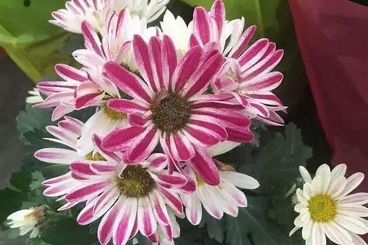 小雏菊开花后怎么修剪 开完花后剪枝方法
