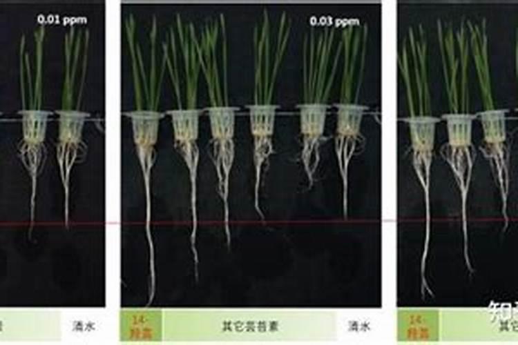 14羟基芸苔素甾醇使用方法